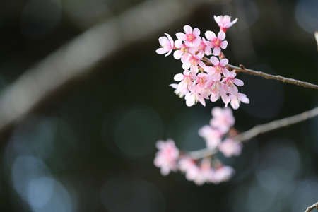 spring sakura pink flower in close upの写真素材