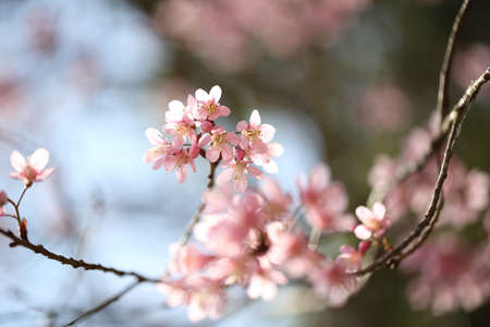 spring sakura pink flower in close upの写真素材