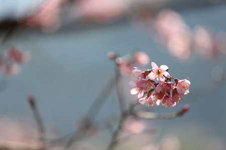 spring sakura pink flower in close up