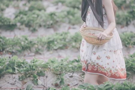 Harvesting girl on the strawberry fieldの写真素材