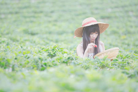 Harvesting girl on the strawberry fieldの写真素材