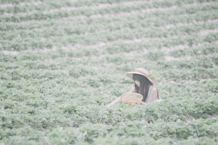 Harvesting girl on the strawberry fieldの写真素材