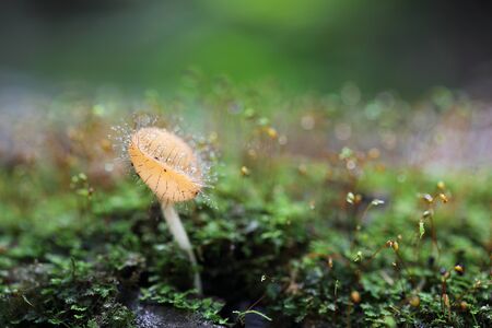 Cookeina sulcipes Fungi cup in close up