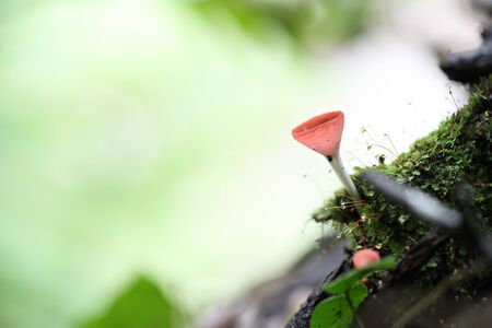 Cookeina sulcipes Fungi cup in close upの写真素材