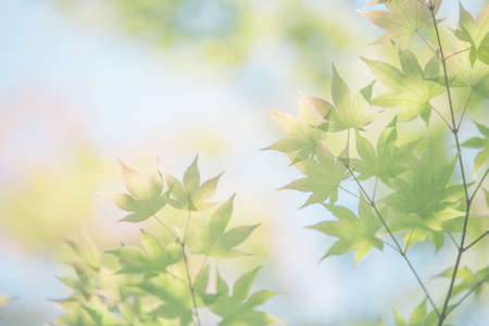 maples leafs background in sunsetの写真素材