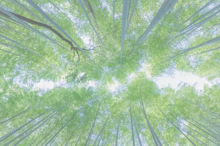 Bamboo up view background