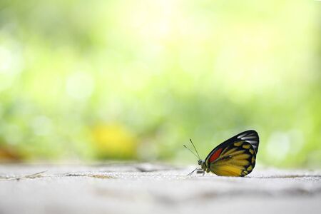 Butterfly in close up with green backgroundの写真素材