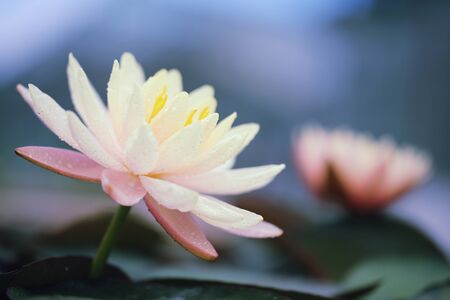 Lotus flower in close upの写真素材