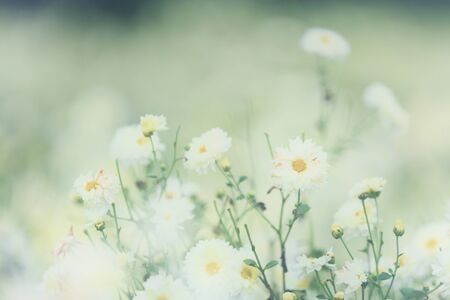 white daisy flower in natureの写真素材