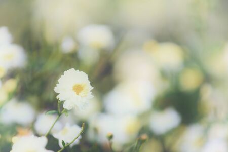 white daisy flower in natureの写真素材