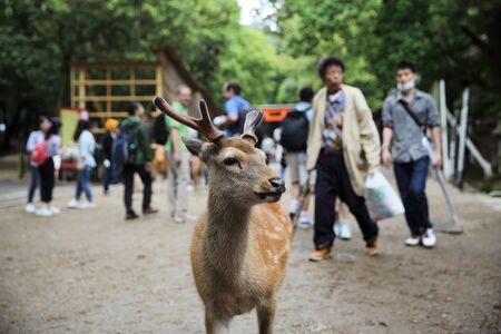 NARA, JAPAN - June 5 2016: Wild deer with people in nara city ,Japanのeditorial素材