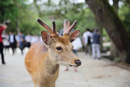 NARA, JAPAN - June 5 2016: Wild deer with people in nara city ,Japanのeditorial素材