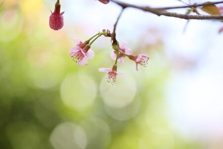 cherry blossoms , sakura flower in close up