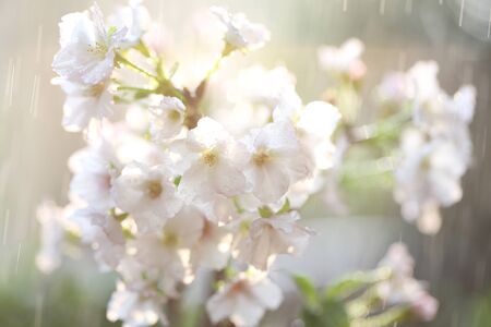 Cherry blossom , Sakura flower with raindropの写真素材