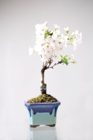 Cherry blossom , Sakura flower isolated in whte backgroundの写真素材