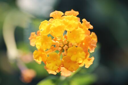 orange flower in macro