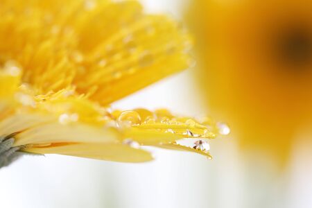 Gerbera flowers with raindropの写真素材