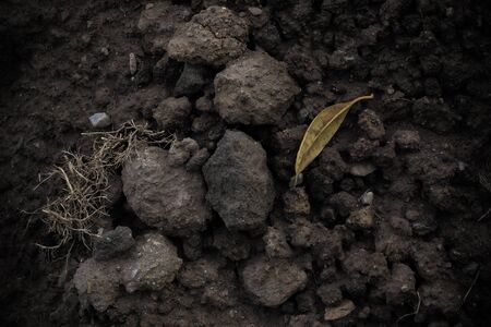 Dark soil backgroundの写真素材