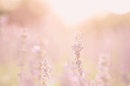 lavender flower in sunset backgroundの写真素材