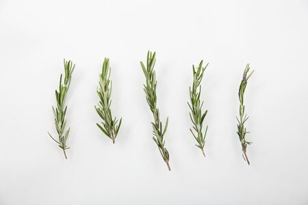 Rosemary isolated in white backgroundの写真素材
