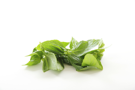 Basil herb isolated in white backgroundの写真素材