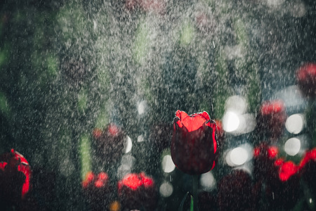 Red tulip in raindrop with dark green background