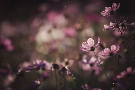 Cosmos flower close up on sunset background with soft selective focusの写真素材