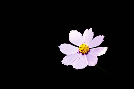 Cosmos flower close up on sunset background with soft selective focusの写真素材