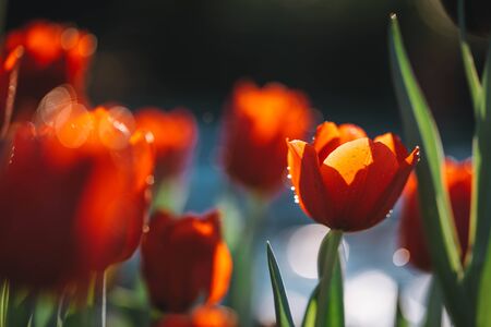 Tulip flowers in close up background の写真素材