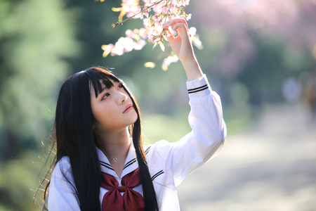 Japanese school girl dress with sakura flower nature walkwayの写真素材