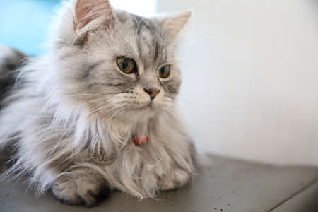 Cute cat looking relaxの写真素材