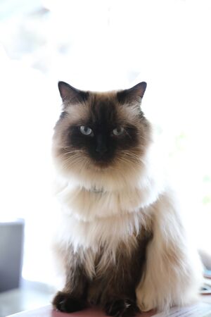 Cute cat looking relaxの写真素材