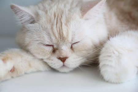 Cute cat sleeping in day timeの写真素材