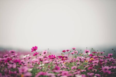 Cosmos flowers background in vintage style の写真素材