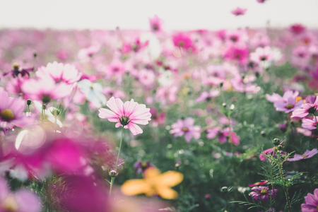 Cosmos flowers background in vintage style の写真素材