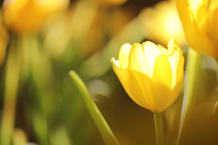 Yellow tulip in close up の写真素材