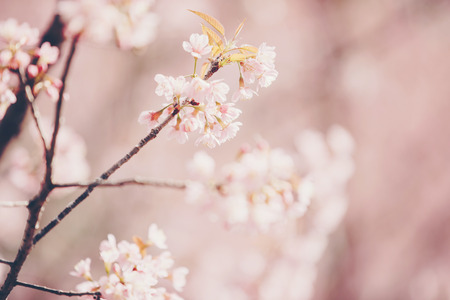 Cherry blossom flowers , sakura flowers in pink background vintage styleの写真素材