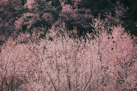 Cherry blossom flowers , sakura flowers in pink background vintage styleの写真素材