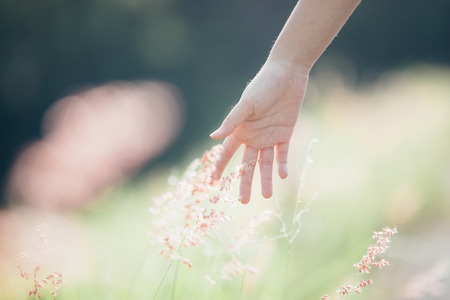 Young woman hand touch little flower plantの写真素材