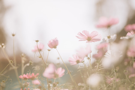 Cosmos pink flowers close up in field background vintage style
