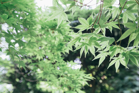 Japanese maples leaves with vintage film styleの写真素材