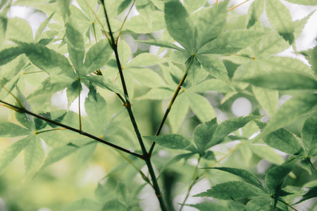 Japanese maples leaves with vintage film style