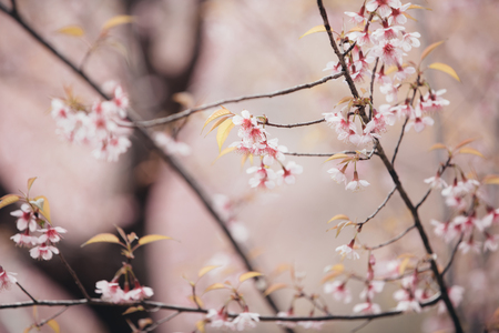 Cherry blossom flowers , sakura flowers in pink background vintage styleの写真素材