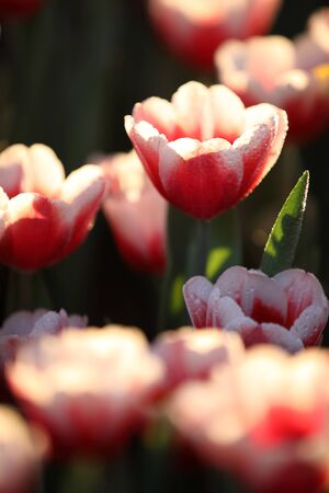Tulips in close up with water dropの写真素材