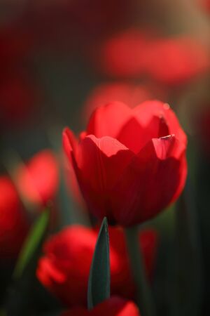 Tulips in close up with water dropの写真素材