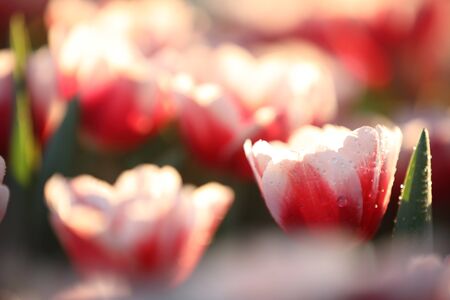 Tulips in close up with water dropの写真素材