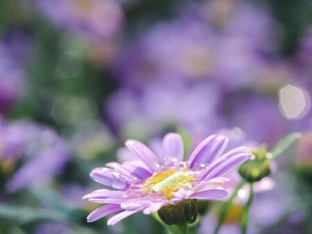 little pink flower in close up with raindrop in green background for spaceの写真素材