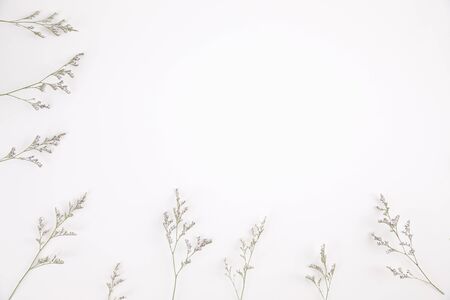 Caspia flower little purple flower plant isolated in white background in top viewの写真素材