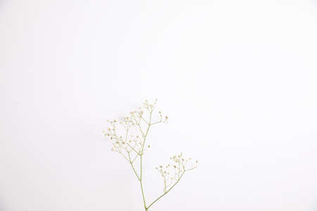 Japan anime cosplay , portrait of girl cosplay isolated in white backgroundの写真素材