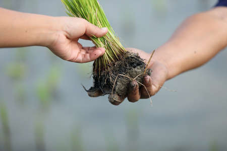 Farmer rice planting on waterの写真素材